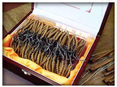 乐至冬虫夏草回收